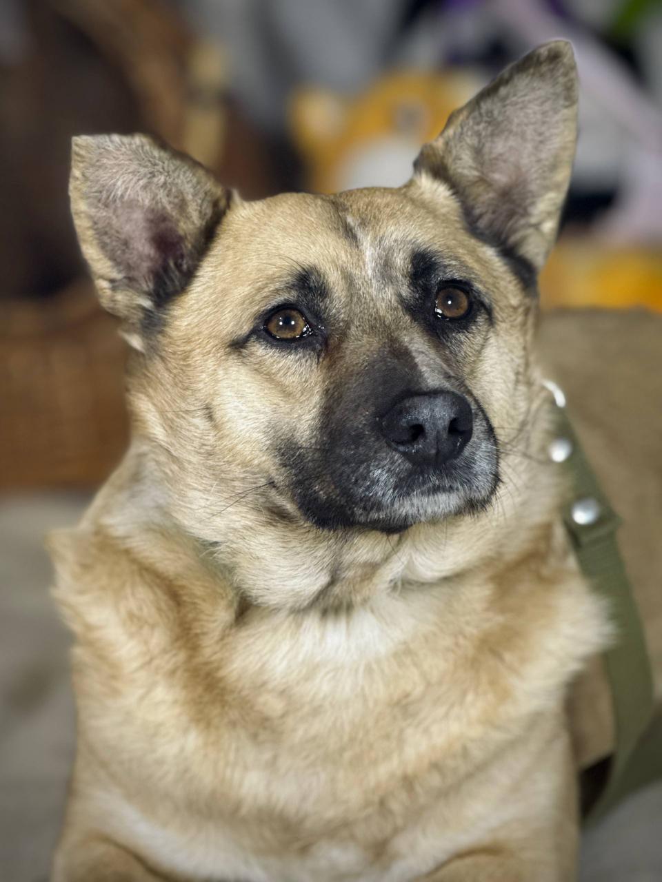 Chiens à adopter